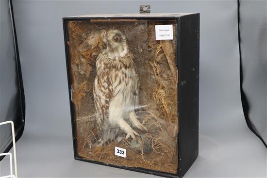 A taxidermic owl, cased